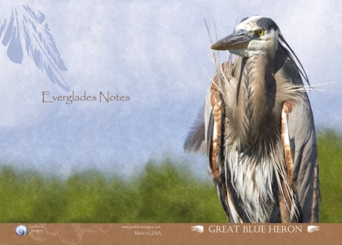 "Indian Chief Great Blue Heron"