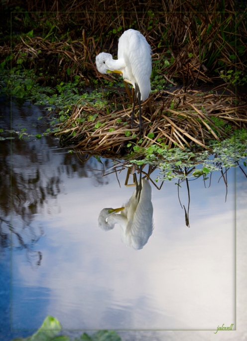 White Egret Preen Reflection