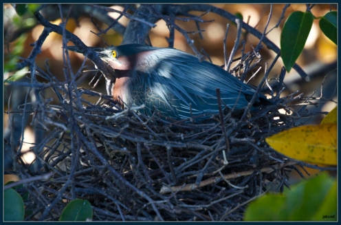 Green Heron sitting on nest after conflict with Louisiana Heron