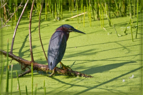 Green Heron Among Reeds Focused on Duckweed Covered Waters