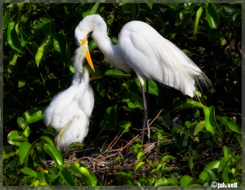 Hungry White Egret Chicks At Parent's Bill