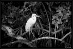 Great White Heron_2466-bw-s