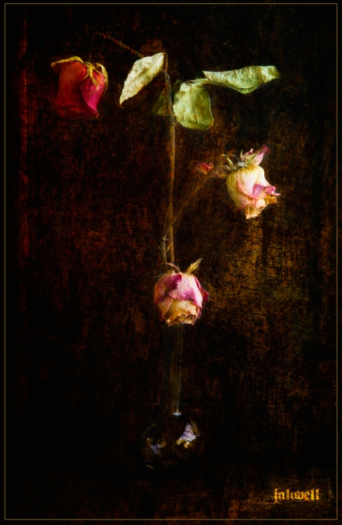 Dried Roses-with color and texures
