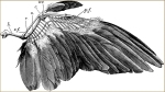 Dove Wing