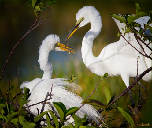 Great Egret Mating Pair Nest Building