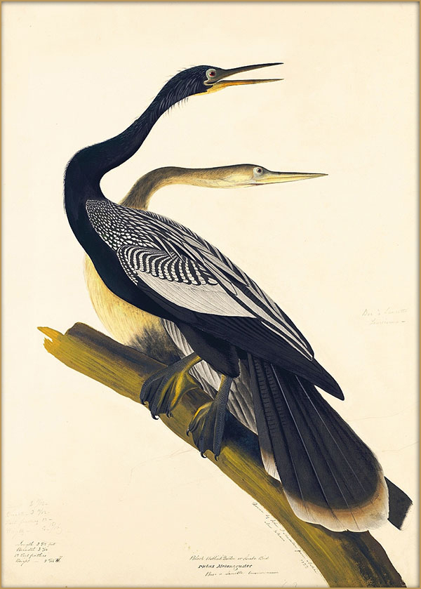 Audubon - Anhinga mating pair - early version prior to drawing chosen for Plate 316 in Birds of America