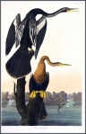 Audubon Anhinga Pair-Havell-Plate 316