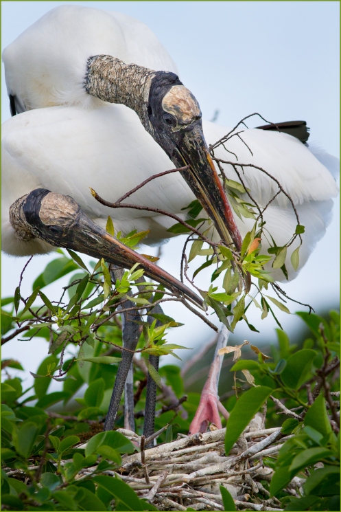Woodstork Pair Nest Building with newly gathered twigs