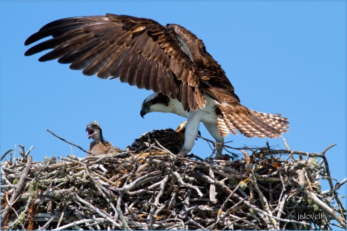 Osprey Parent Landing at Nest_9229-wps