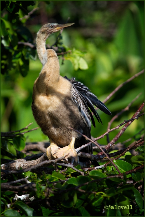 Young Female Anhinga in Spring Greenery