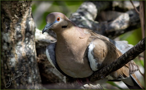 _White-Winged Dove-F6A1740-wps