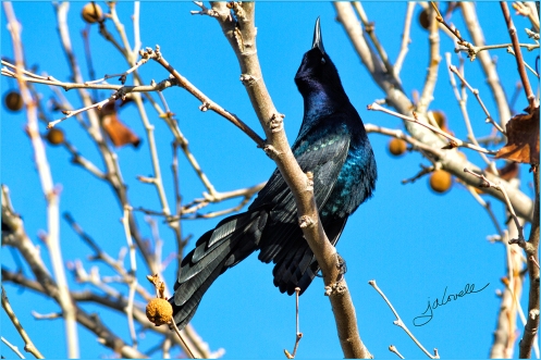 Boat Tailed Grackle Looking Up-8070