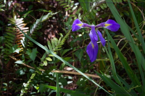 Blue Flag Iris Cross-8775