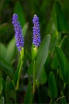 Twin Pickerel Weed Spires_F6A4838-wps